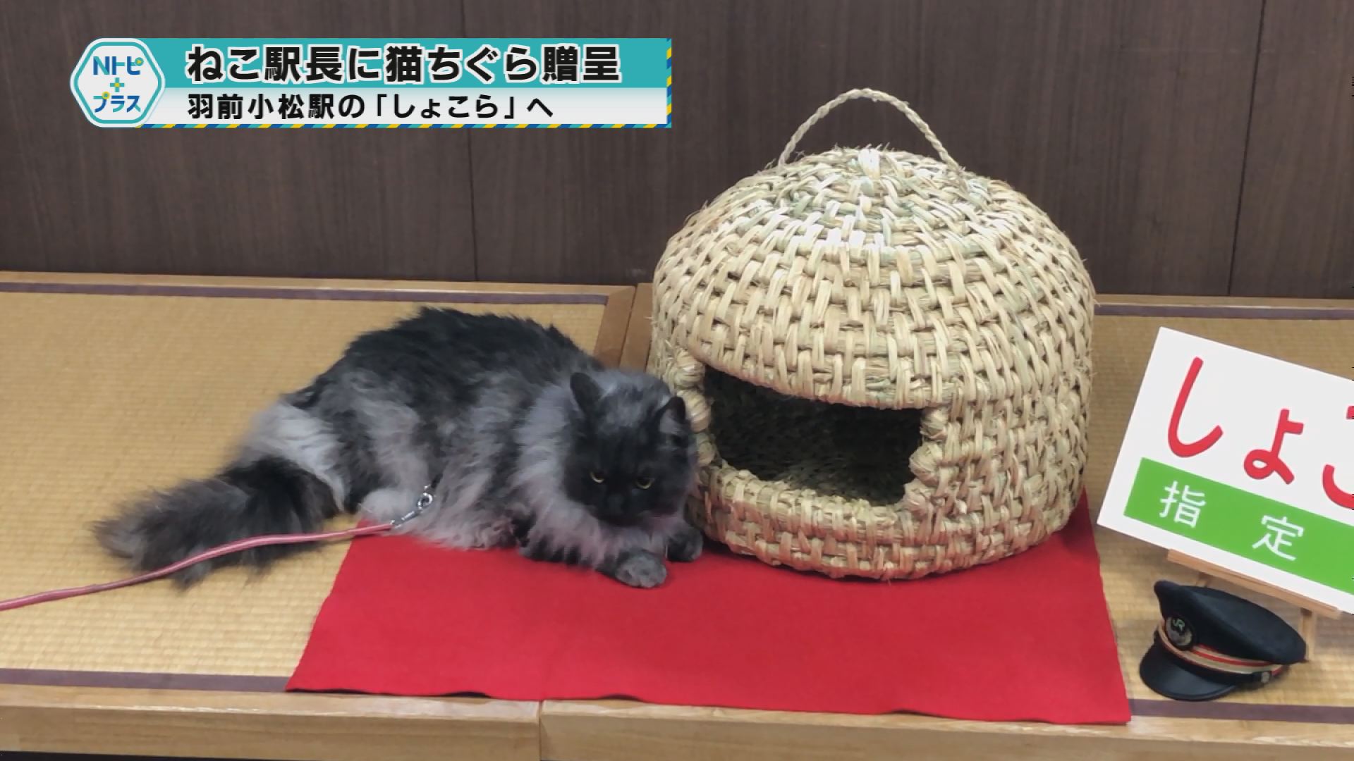 「ねこ駅長に猫ちぐら贈呈」羽前小松駅の『しょこら』へ