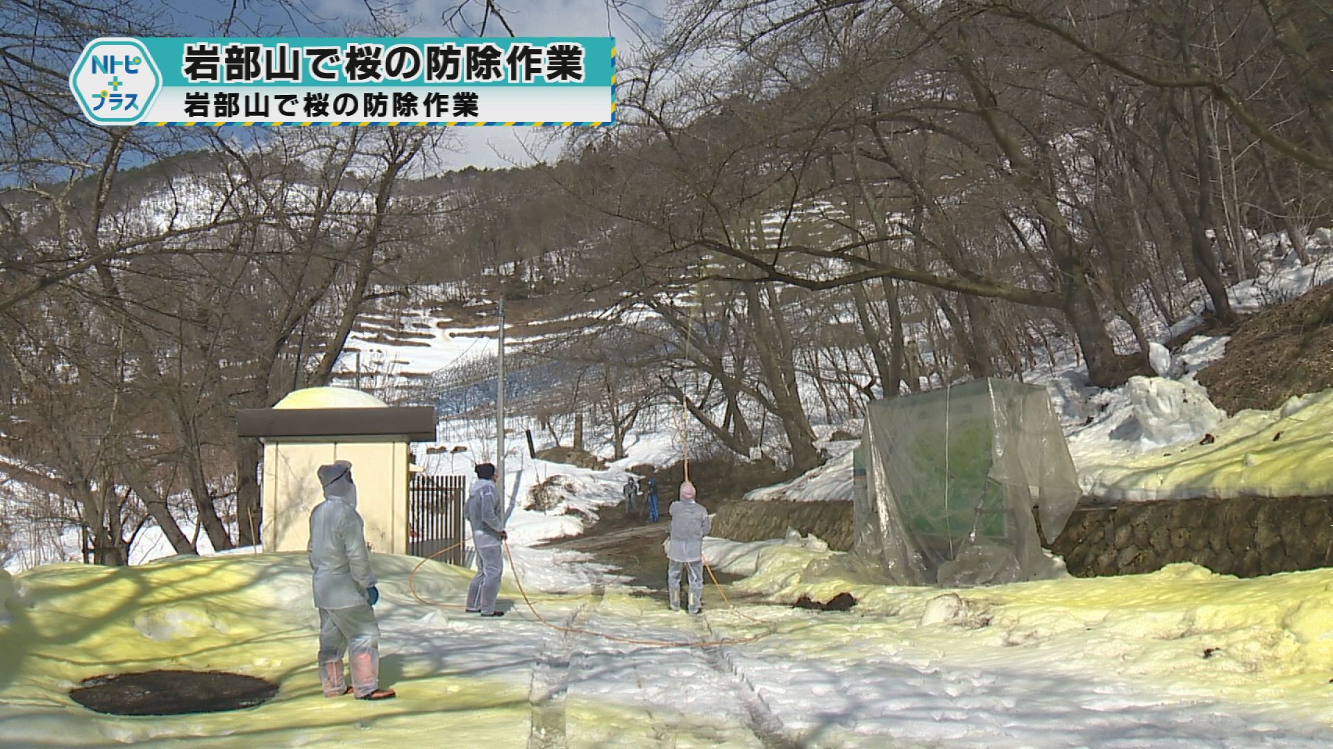 「岩部山で桜防除作業」鳥の食害から花芽を守る