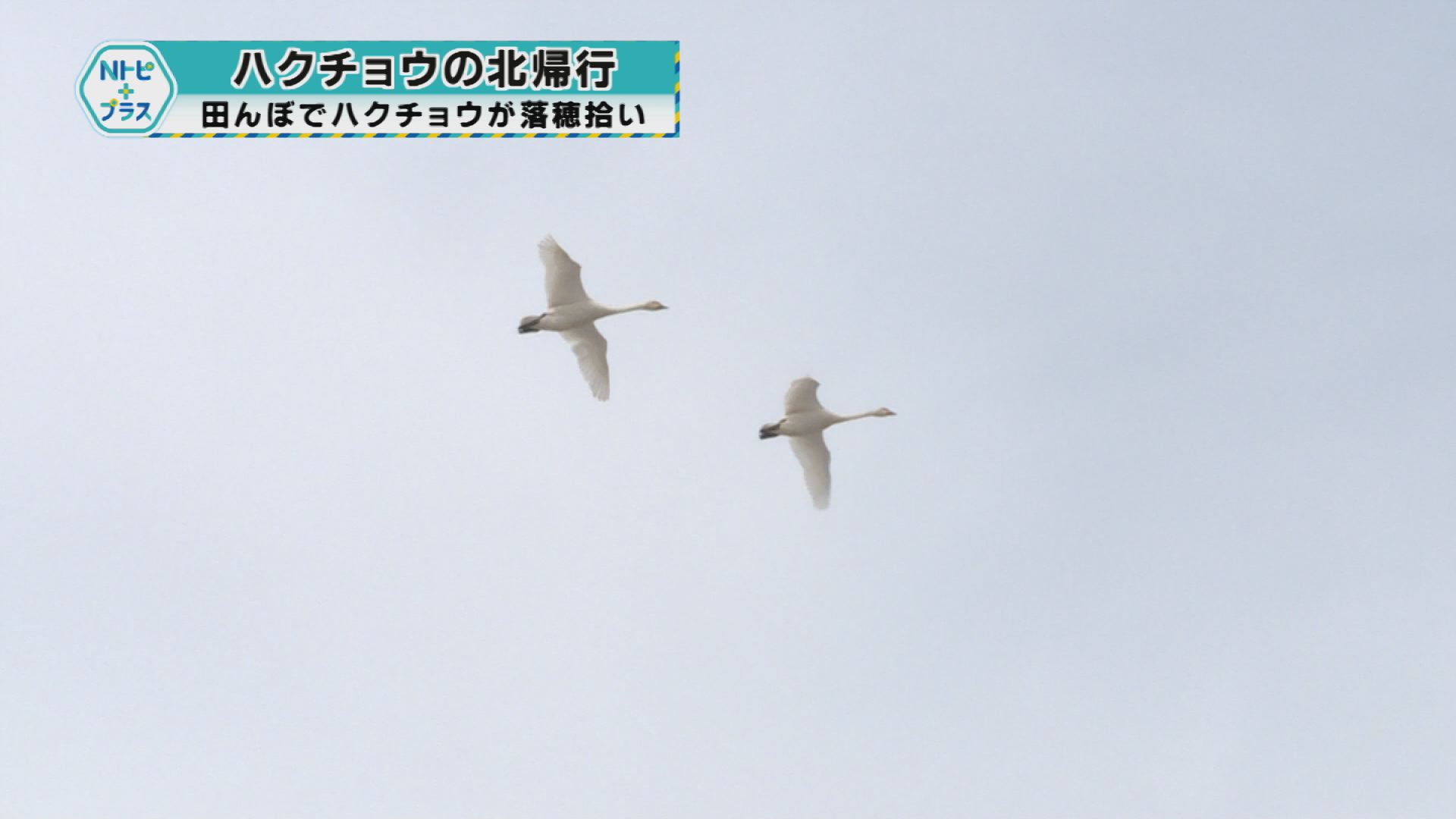 「ハクチョウの北帰行」田んぼでハクチョウが落穂拾い