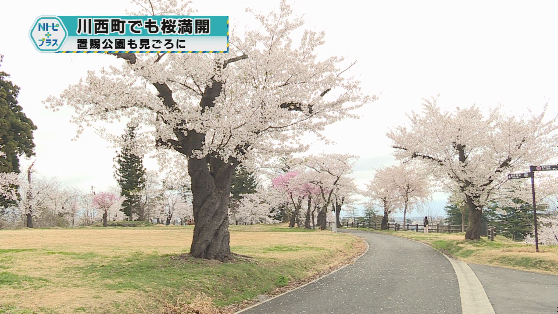 「川西町でも桜満開」置賜公園も見ごろに
