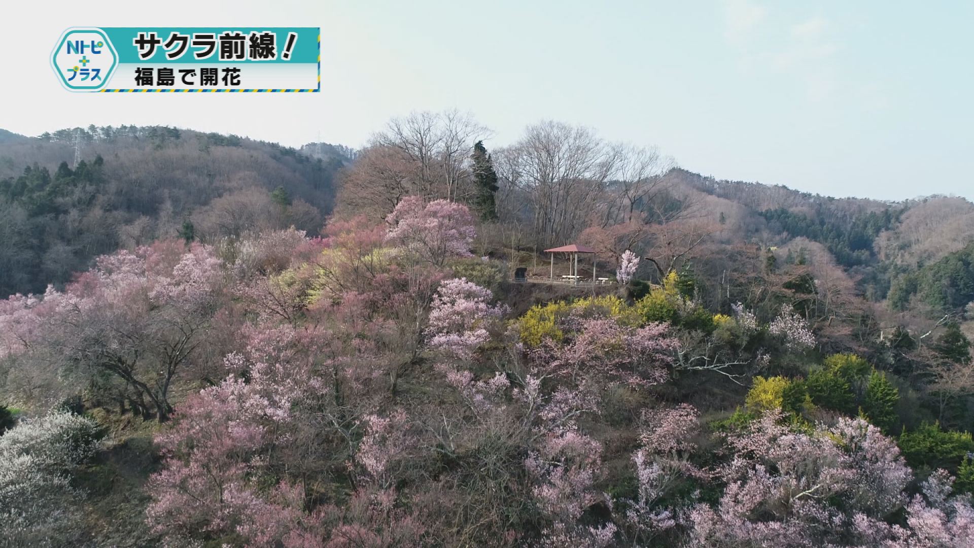 「サクラ前線！」福島で開花