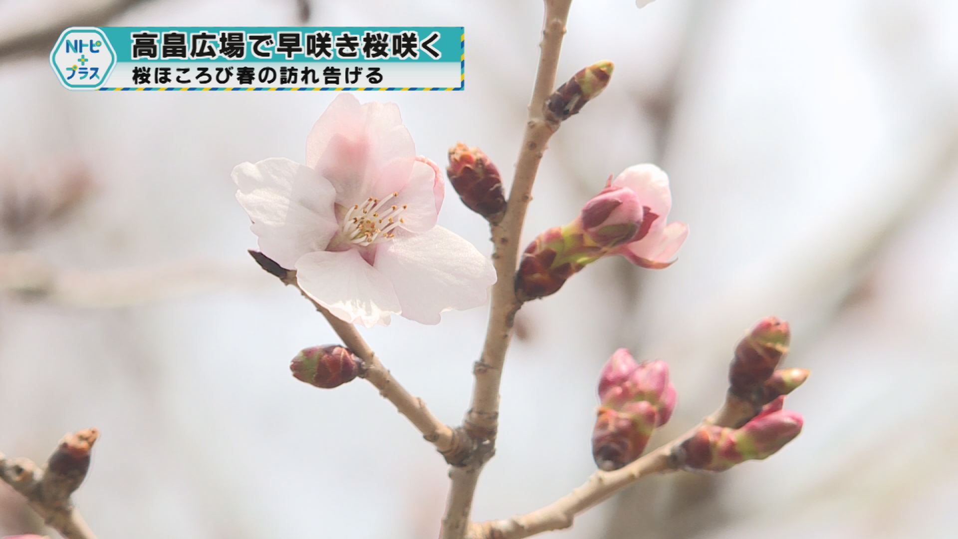 「高畠広場で早咲き桜咲く」桜ほころび春の訪れ告げる