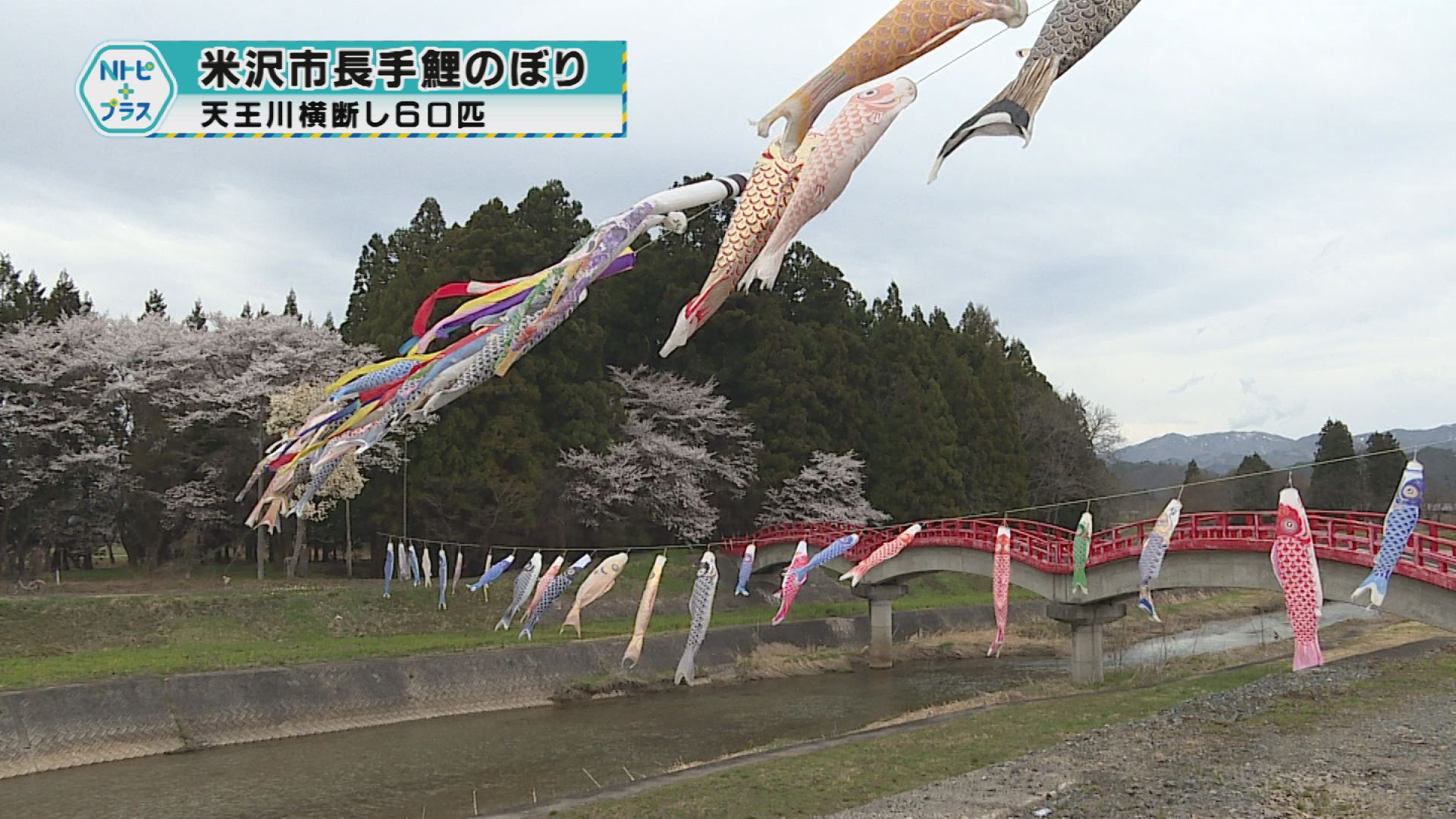 「米沢市長手の鯉のぼり」天王川を横断し60匹