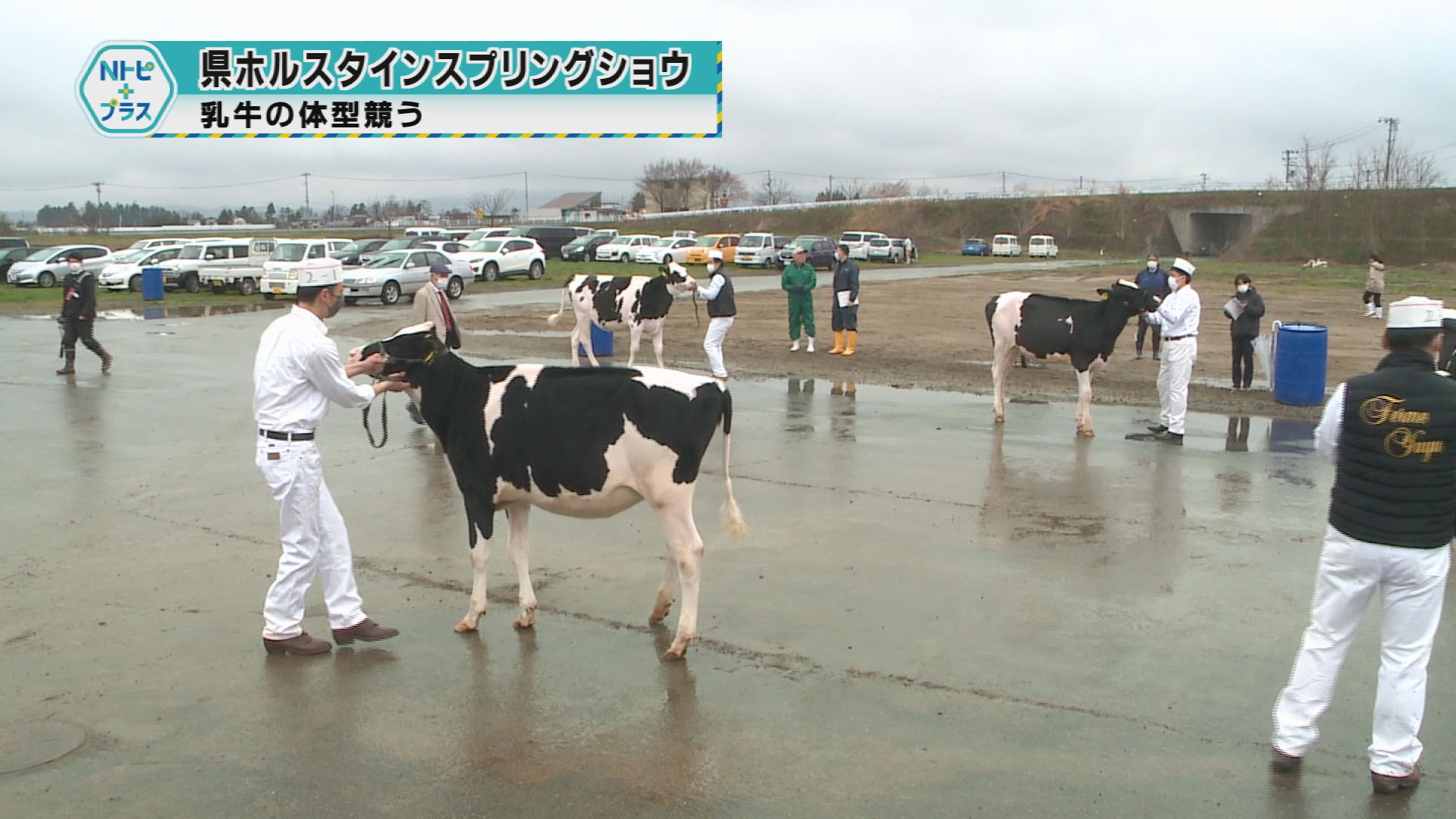 「県ホルスタインスプリングショウ」乳牛の体型競う