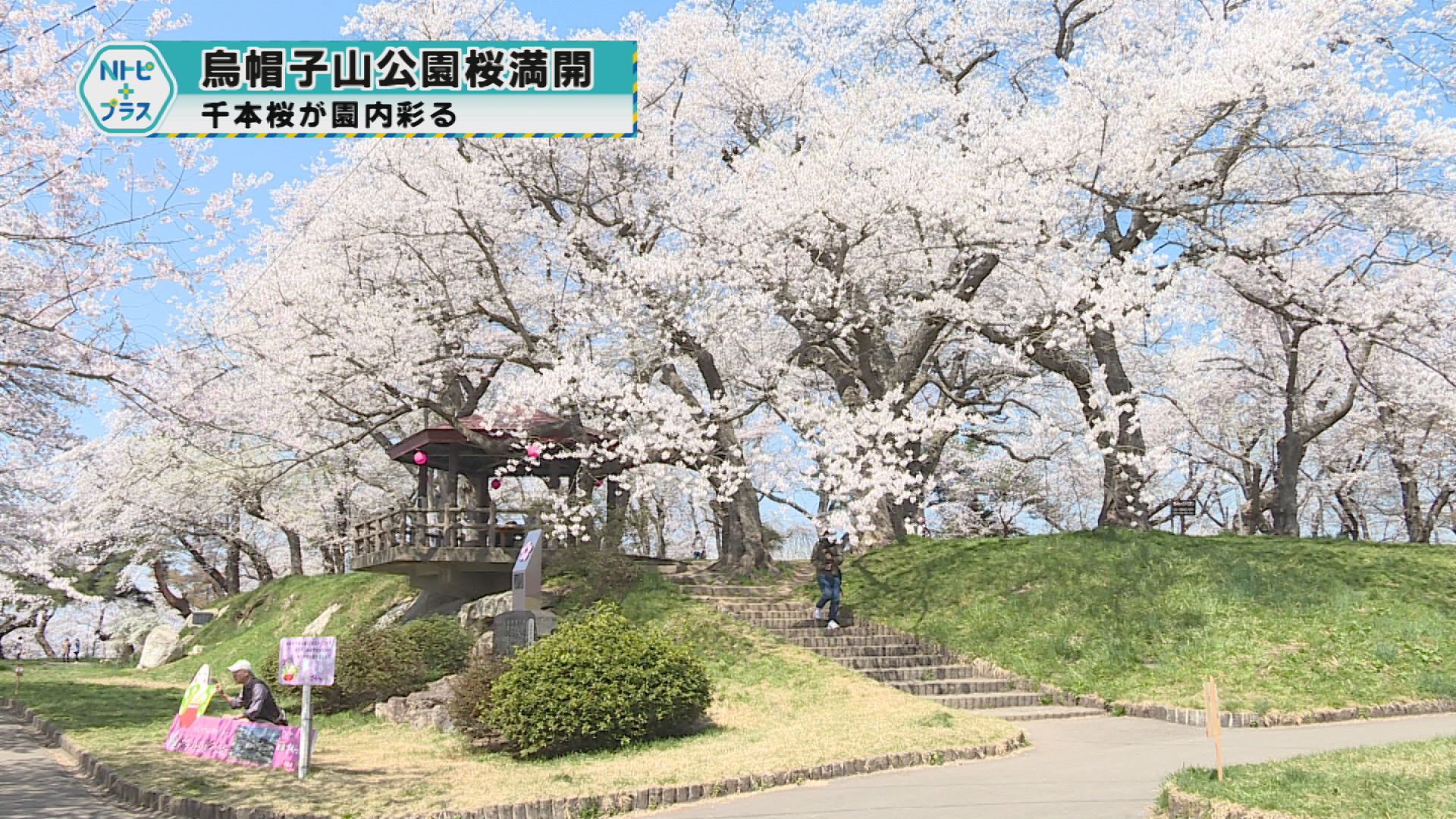「烏帽子山公園桜満開」千本桜が園内彩る