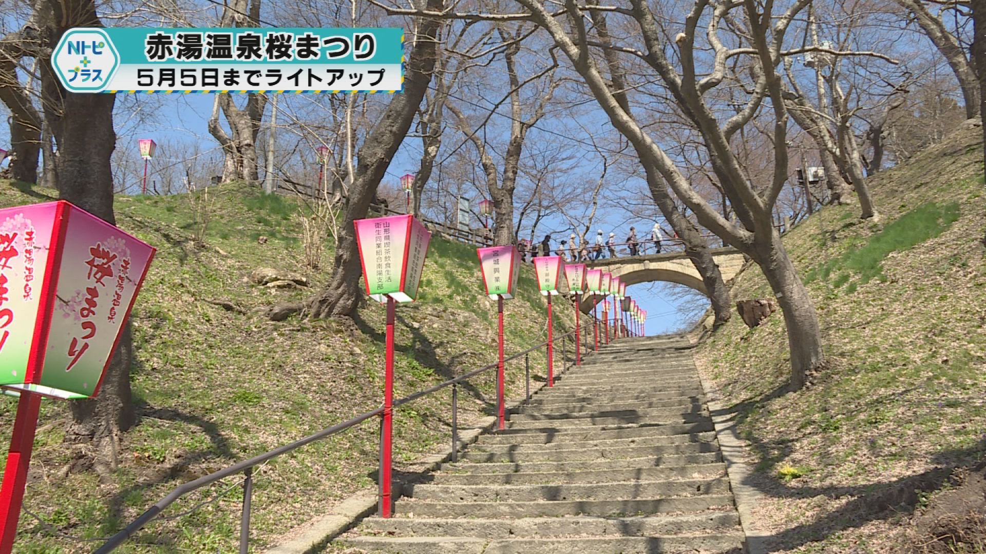 「赤湯温泉桜まつり」5月5日までライトアップ