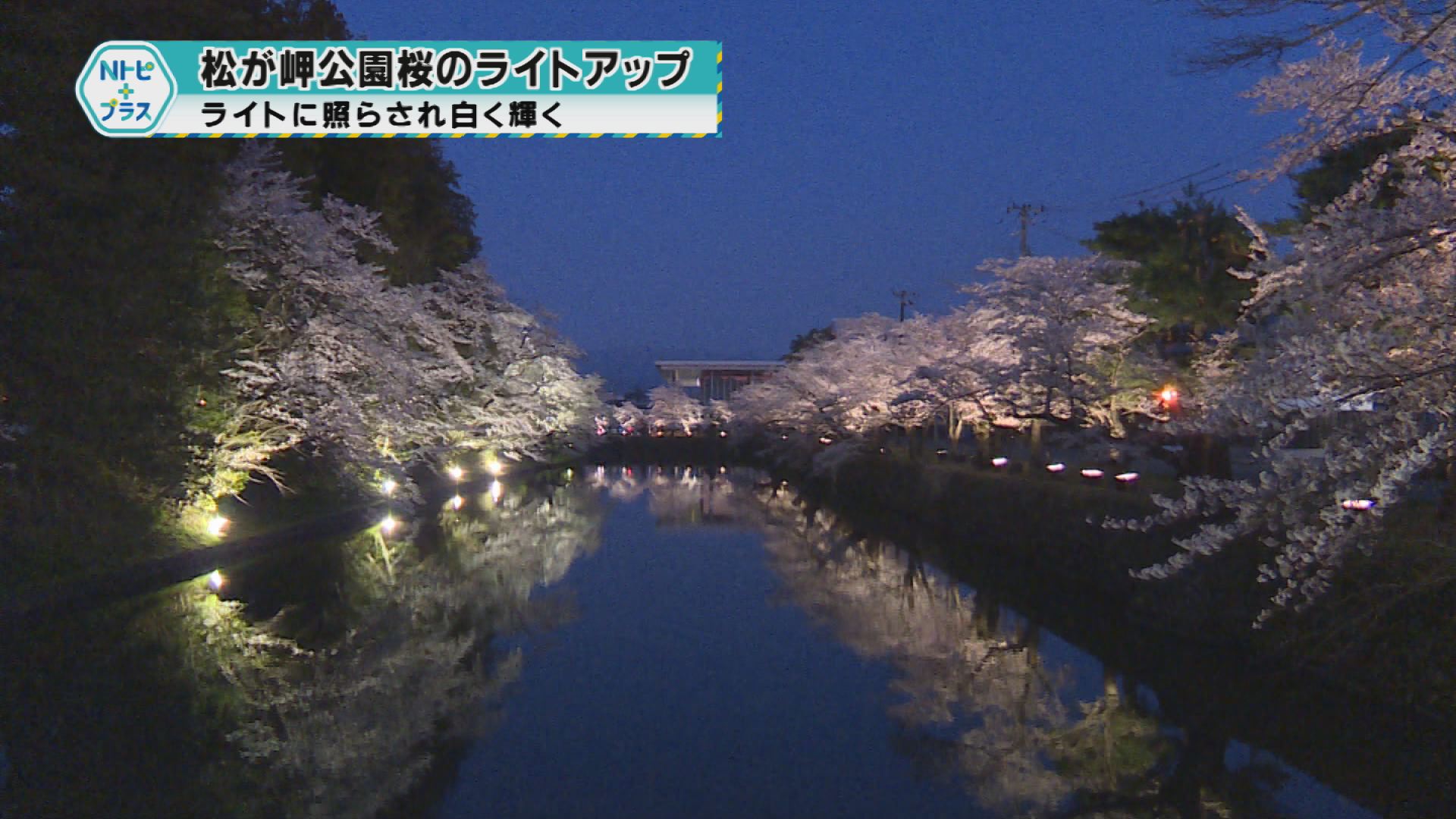 「松が岬公園桜ライトアップ」ライトに照らされ白く輝く