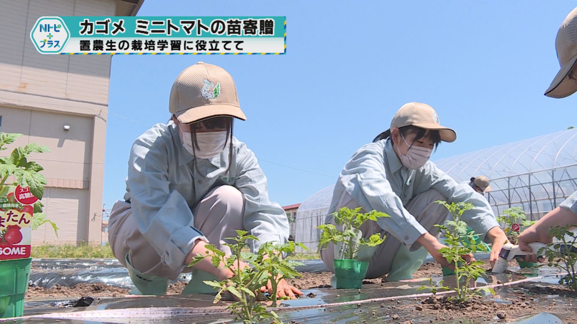 「カゴメ ミニトマトの苗寄贈」置農生の栽培学習に役立てて