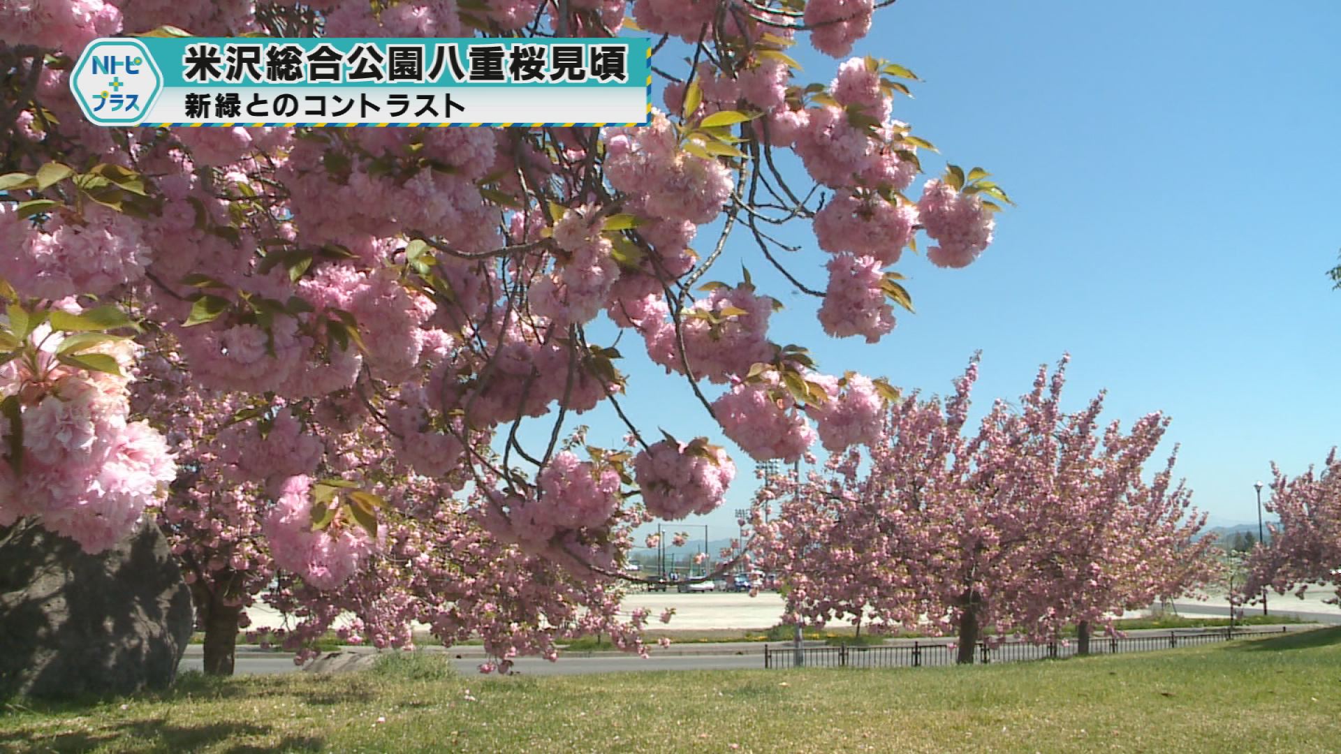 「米沢総合公園 八重桜見頃」新緑とのコントラスト