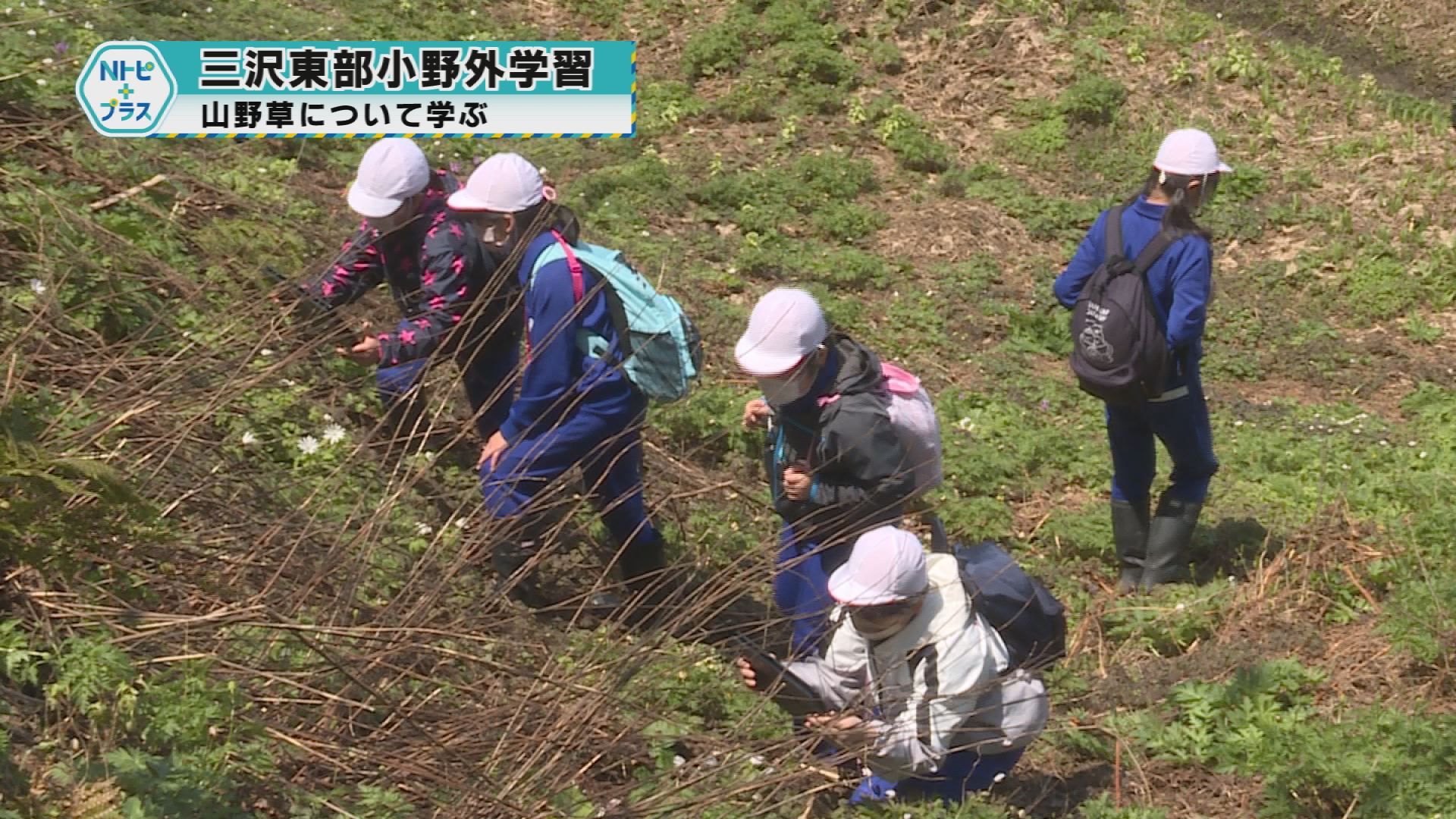 「三沢東部小学校で野外学習」山野草について学ぶ