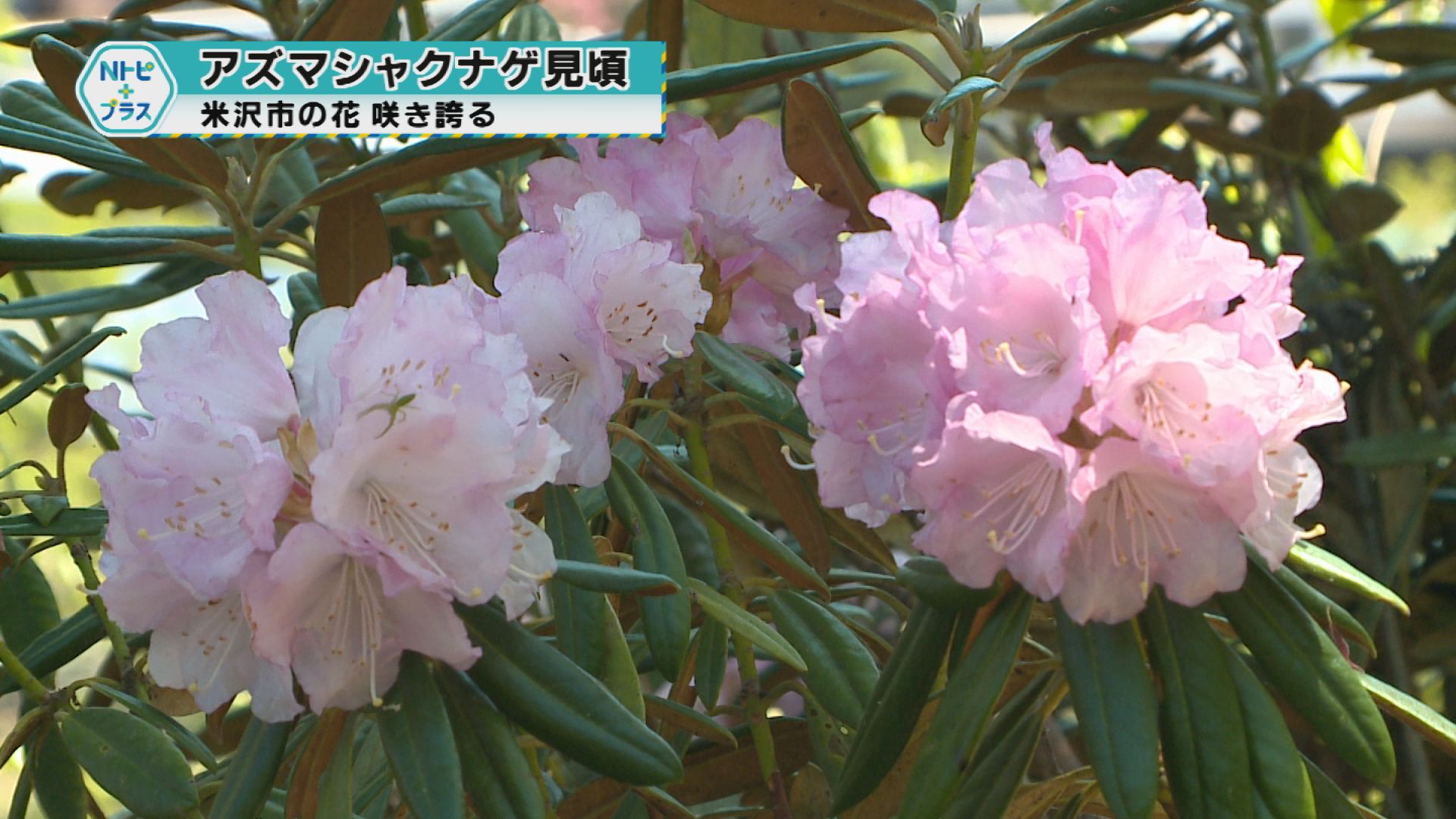 「アズマシャクナゲ見頃」米沢市の花咲き誇る