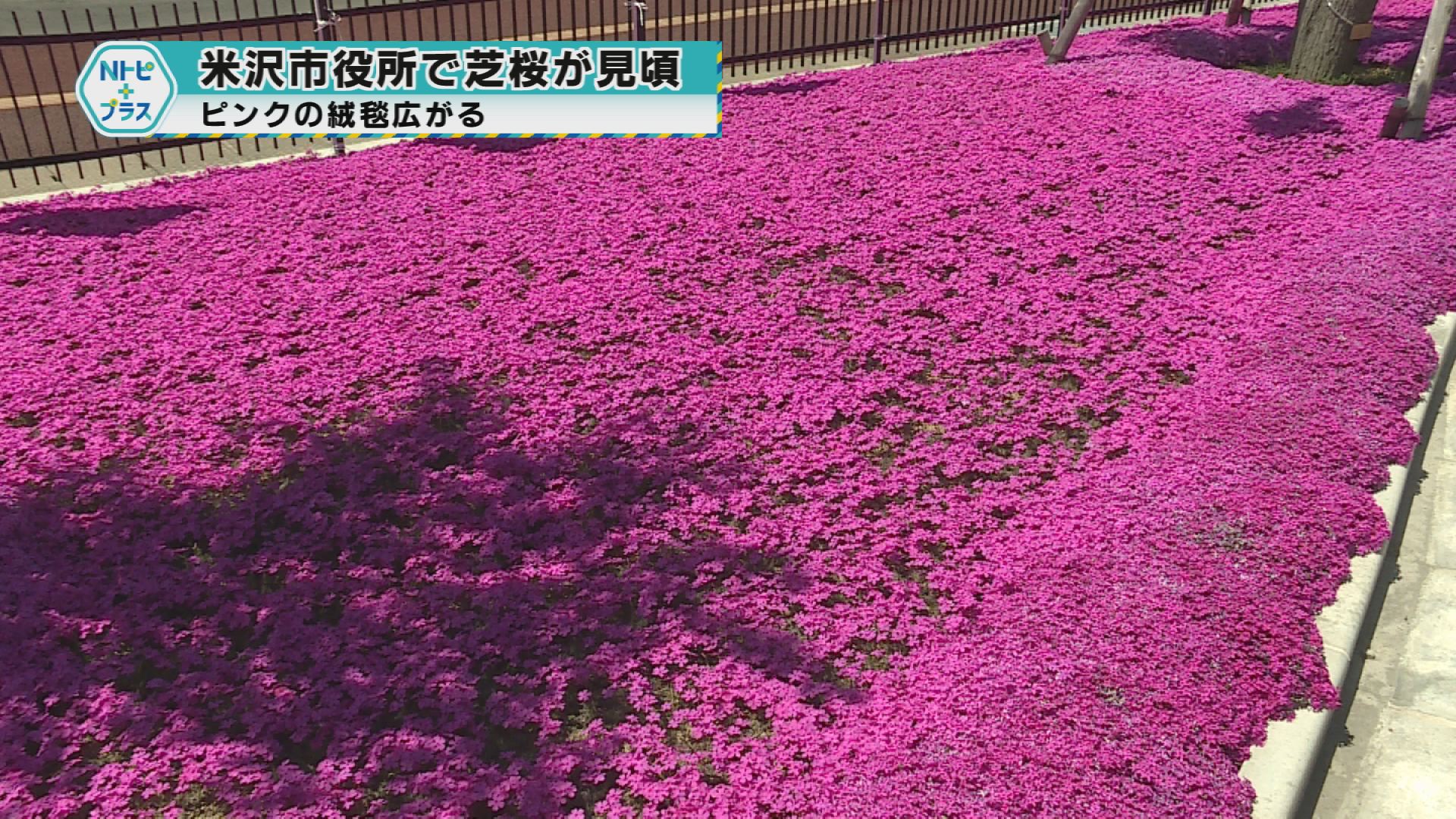 「米沢市役所で芝桜が見頃」ピンクの絨毯広がる