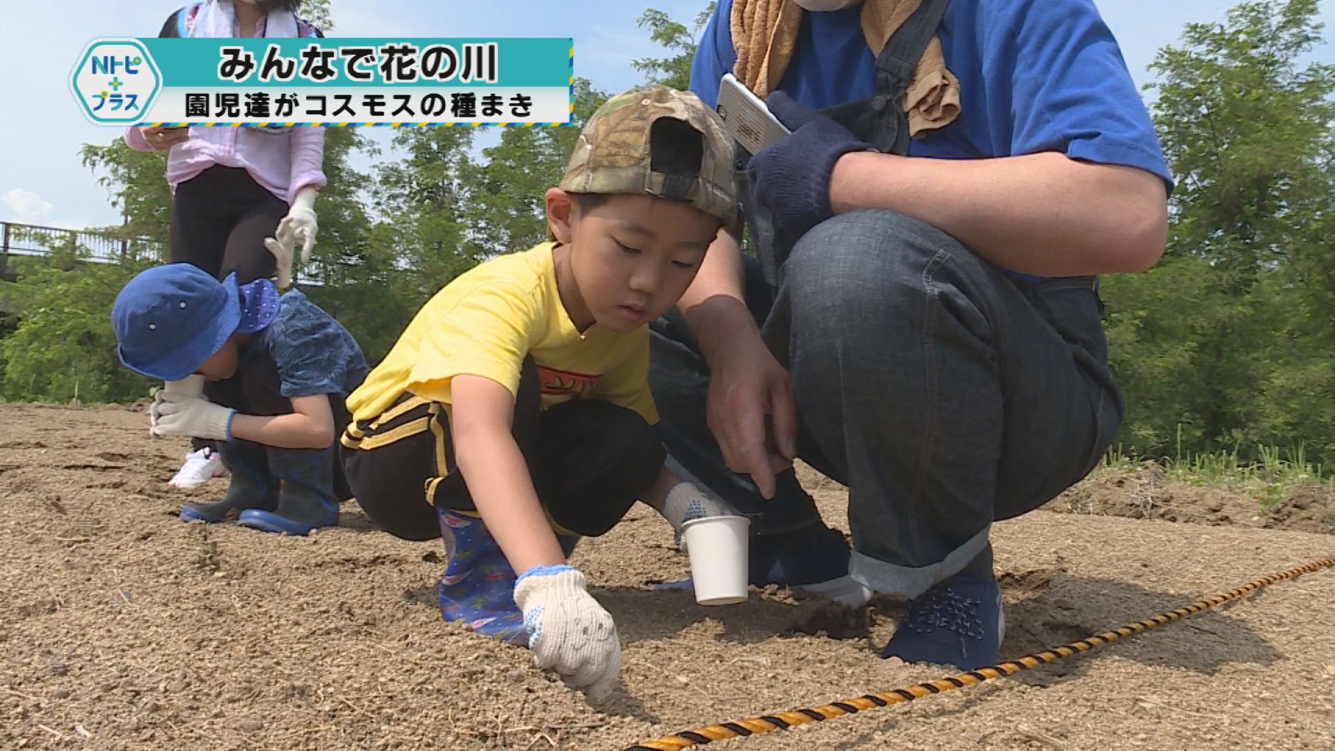 「みんなで花の川」園児達がコスモスの種まき