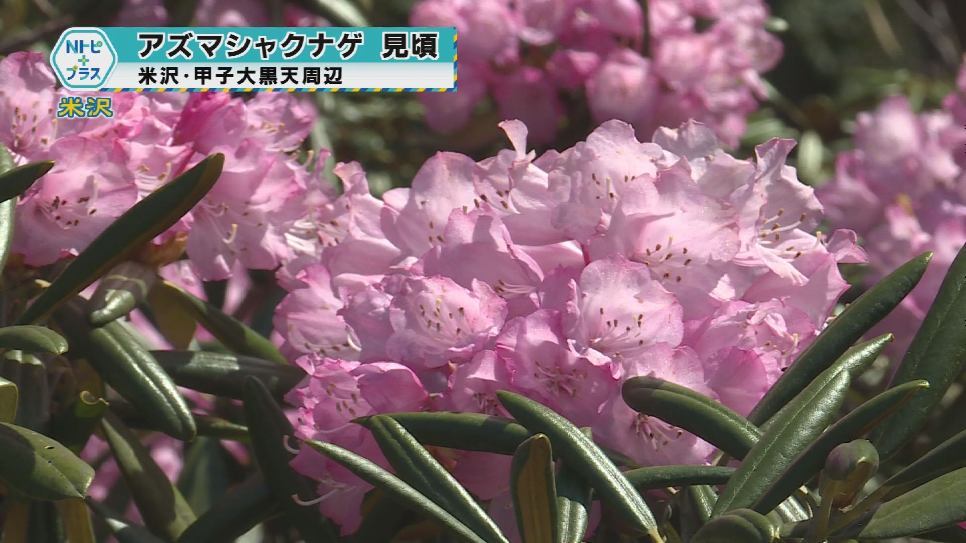 2025年5月8日Nトピ+プラスNEWS