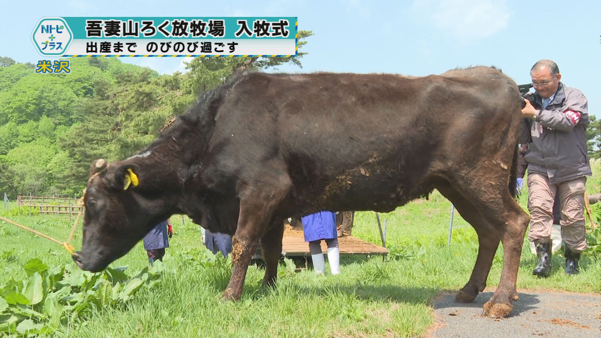 2025年5月21日Nトピ+プラスNEWS