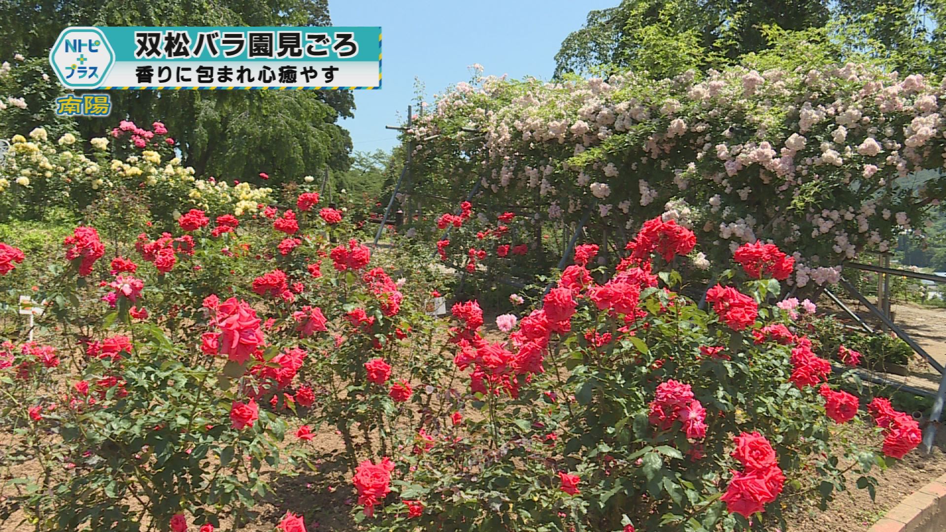 2025年6月18日Nトピ+プラスNEWS