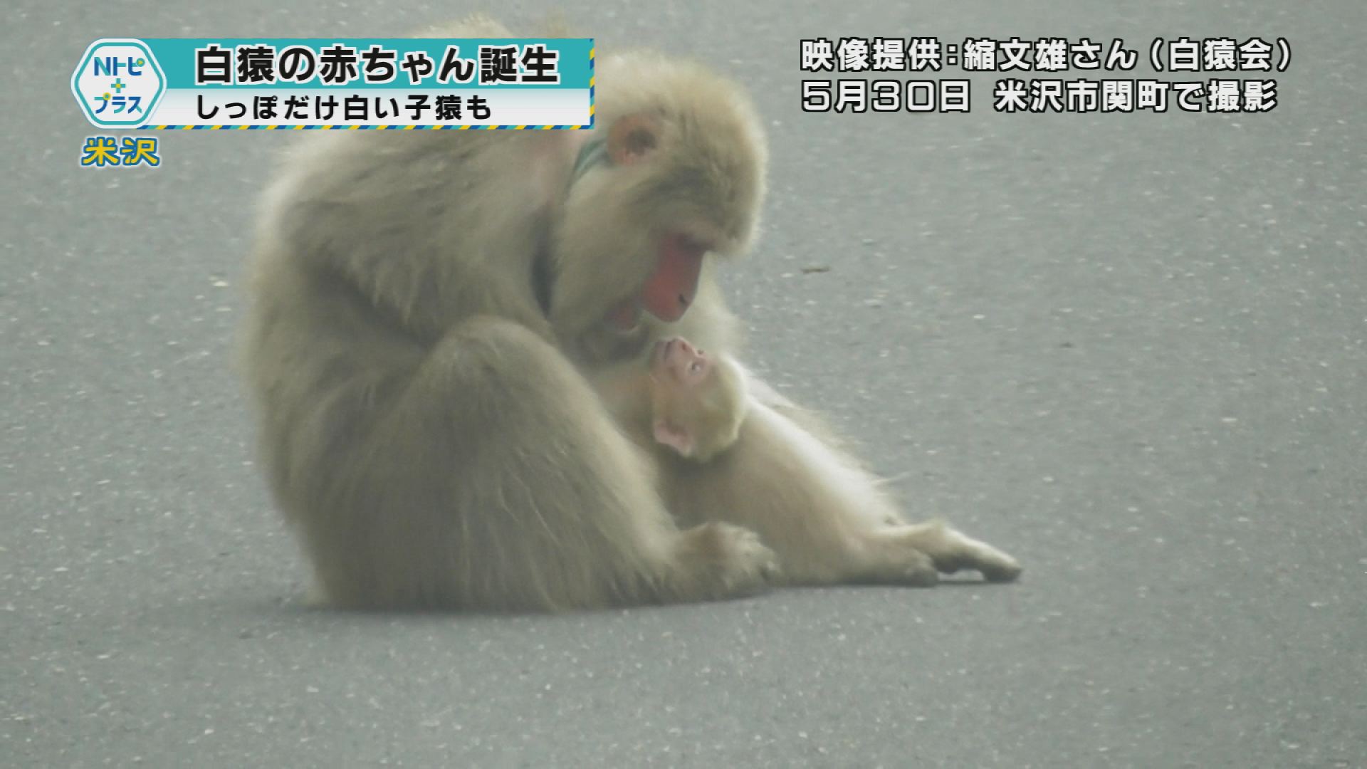 2025年6月5日Nトピ+プラスNEWS