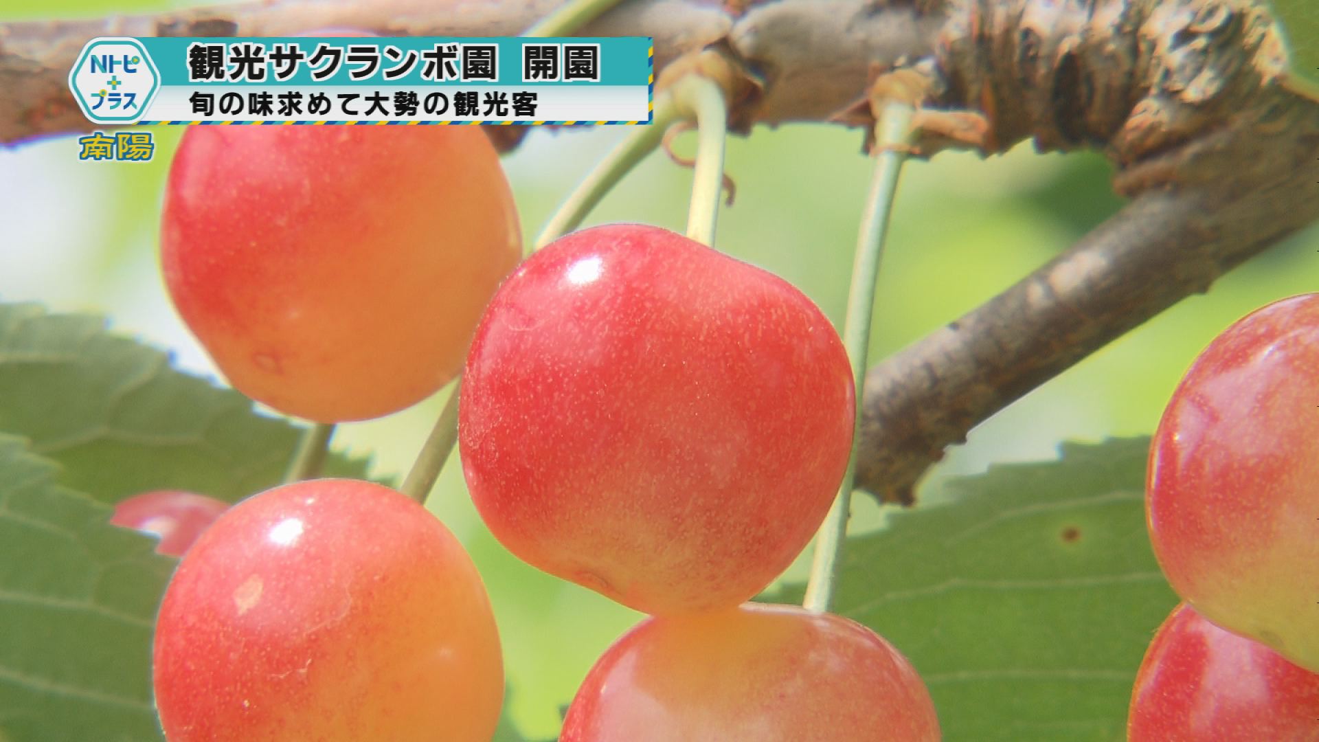 2025年6月10日Nトピ+プラスNEWS