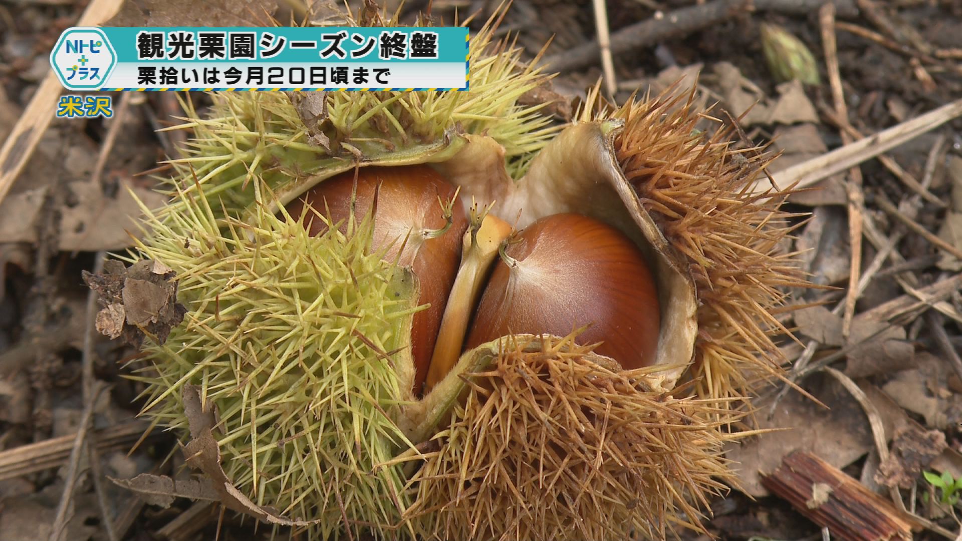 2025年10月14日Nトピ+プラスNEWS