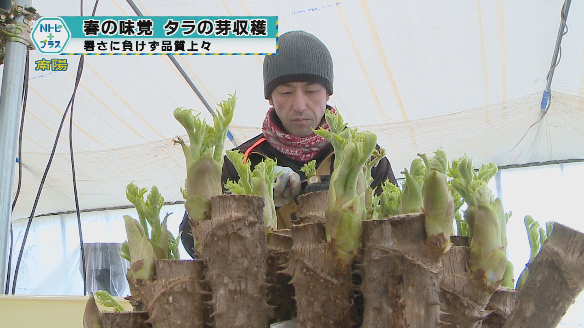 2026年3月12日Nトピ+プラスNEWS