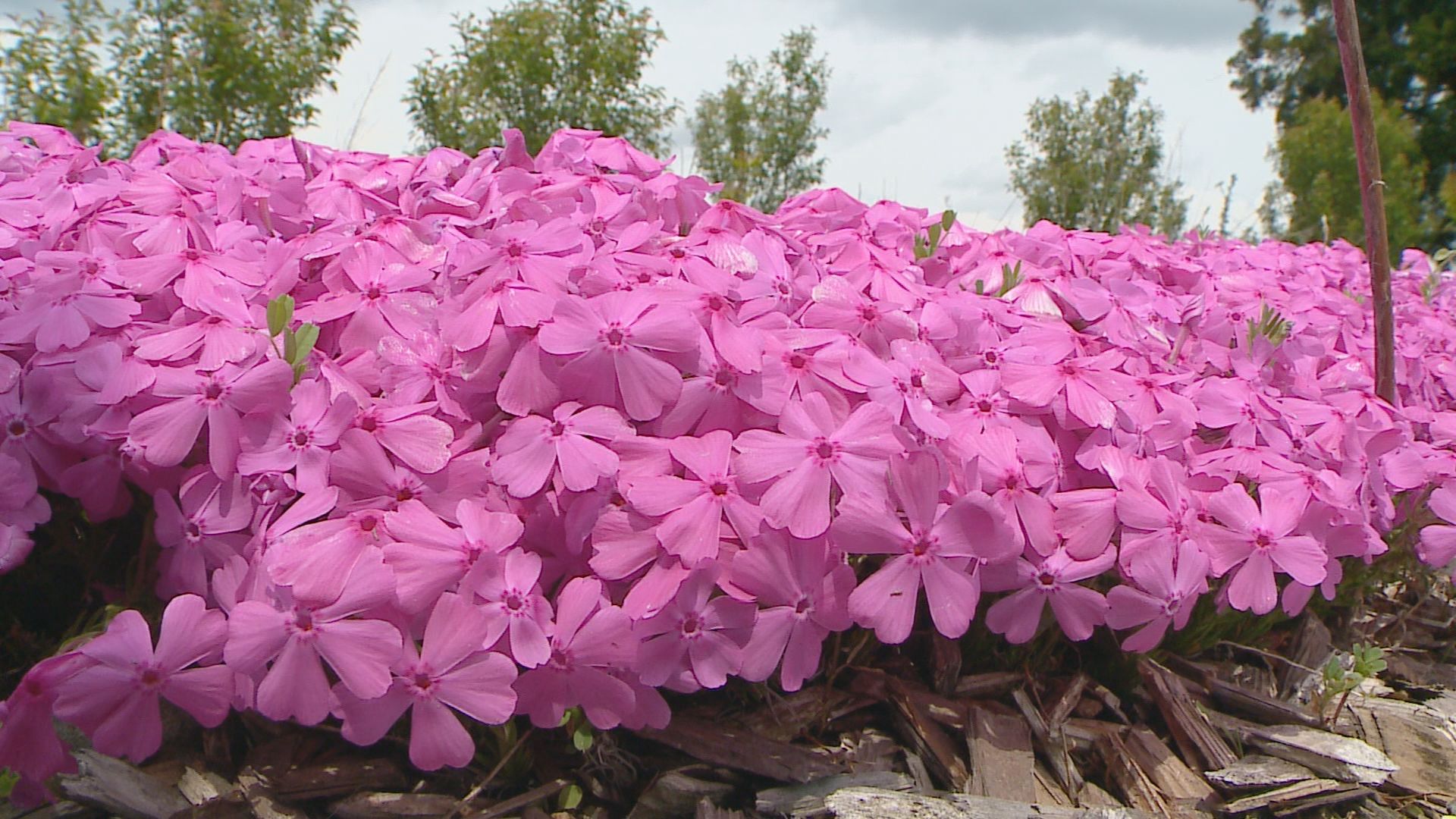 2026年4月28日みんなのNトピ