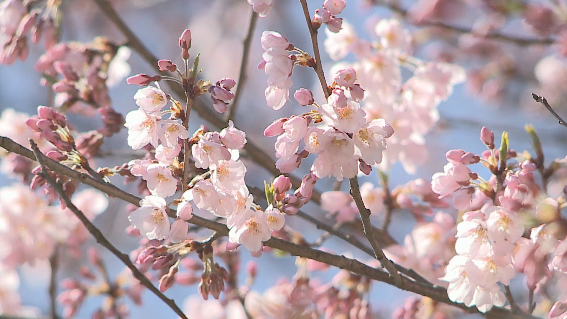 2026年4月3日みんなのNトピ