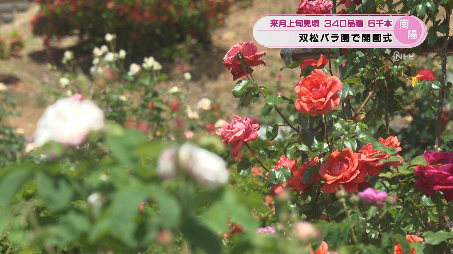 2026年5月26日みんなのNトピ