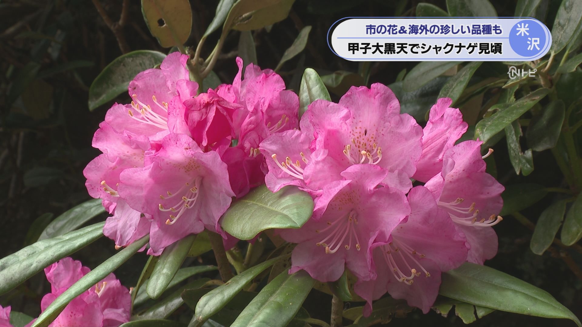 2026年5月8日みんなのNトピ