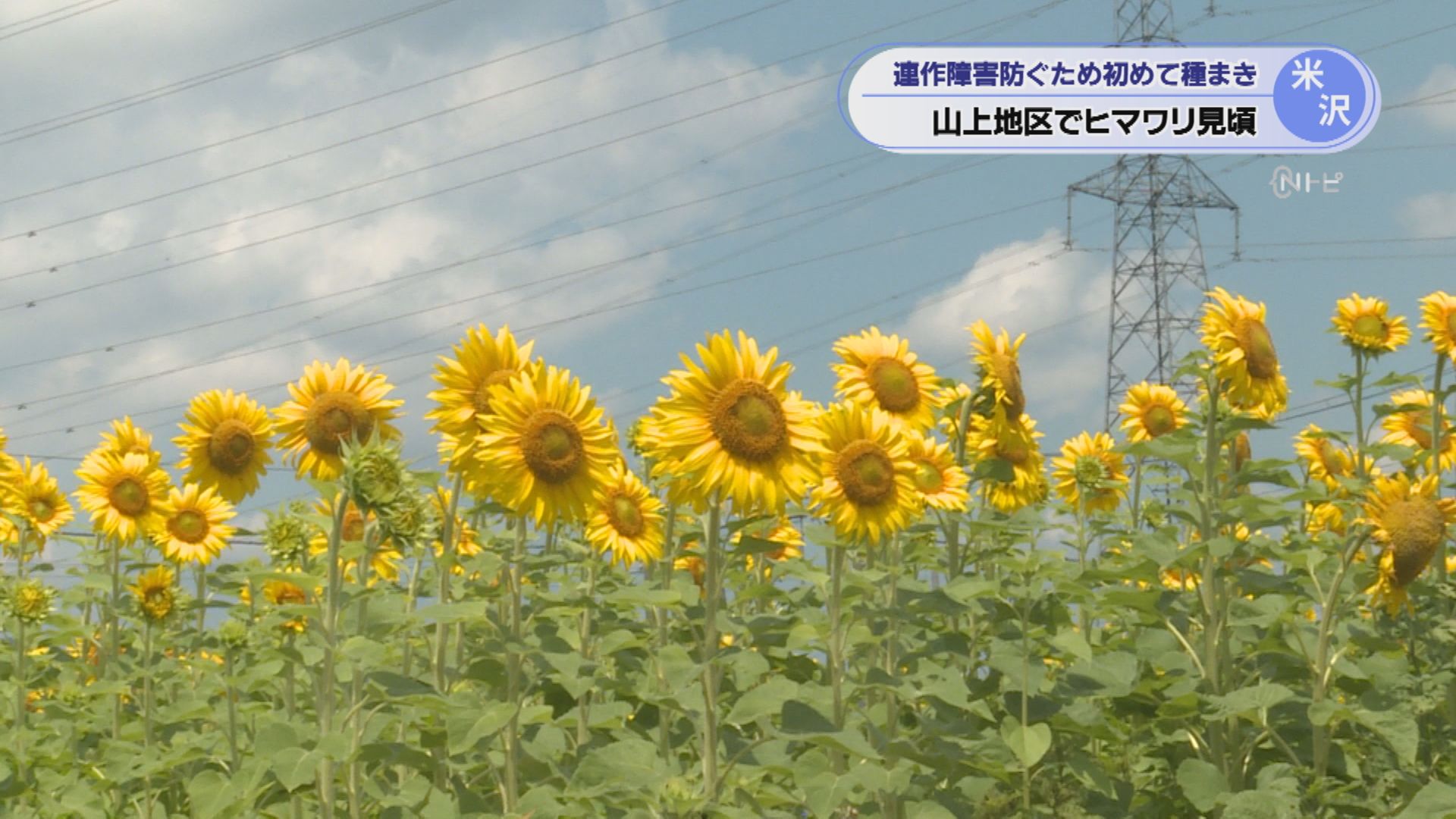 2026年7月10日みんなのNトピ