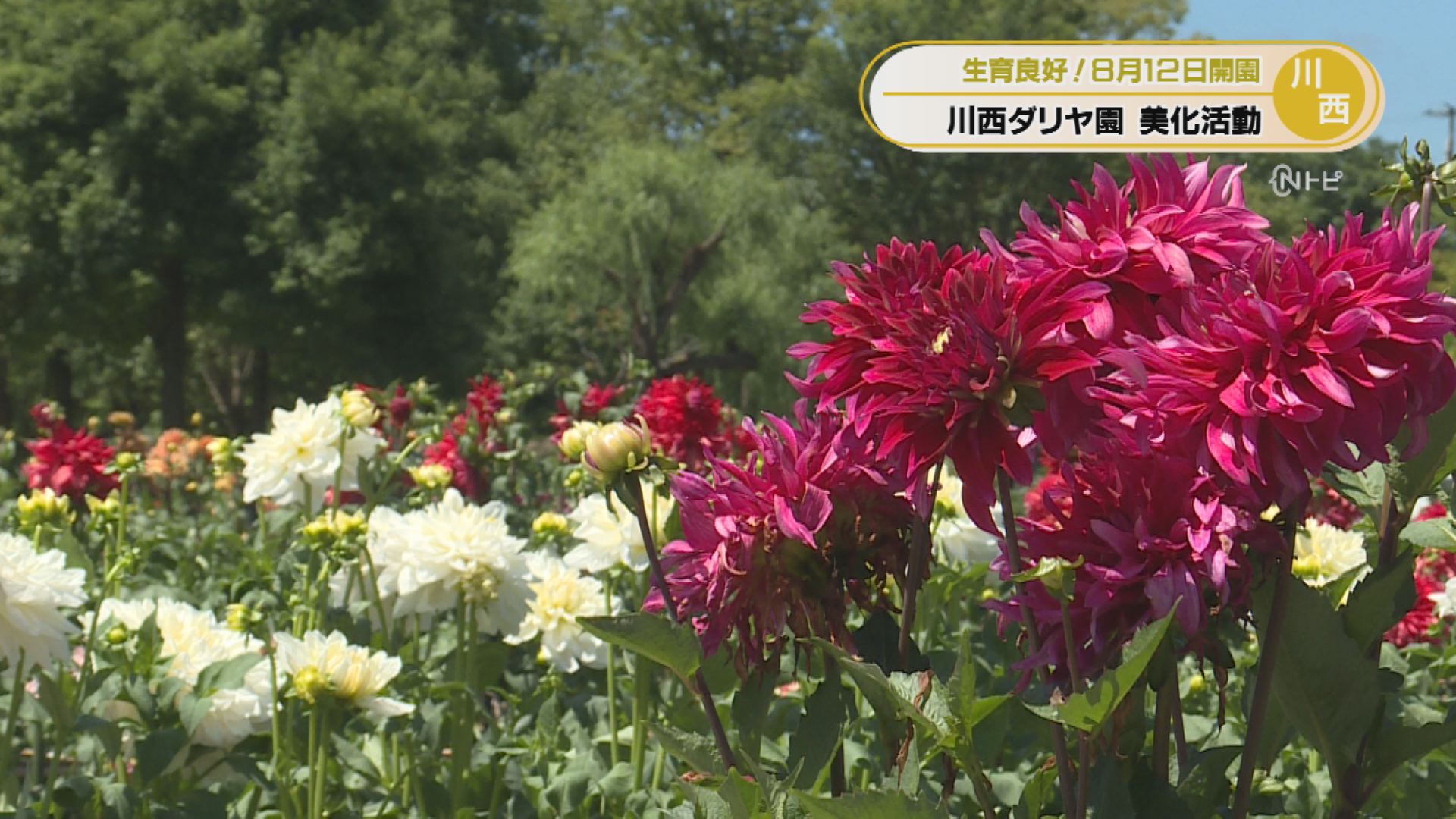 2026年8月5日みんなのNトピ