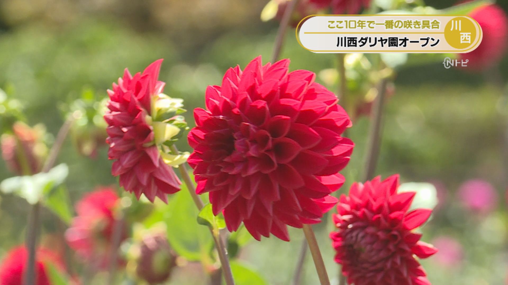 2026年8月12日みんなのNトピ